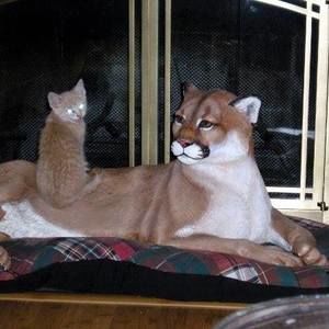 Meet your Posher, Bobbart